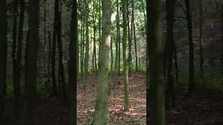 This sound is so addictive... ASMR Crunchy Leaves