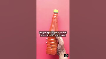 Defend Your Chickens: Make Your Property Raccoon-Proof! #shorts