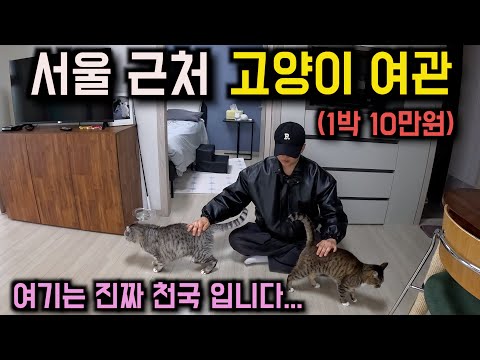 서울 근교에 있는 고양이를 빌려주는 숨겨진 숙소