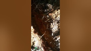 Septic System Soil Analysis