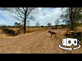 Perros en realidad virtual | Episodio #244