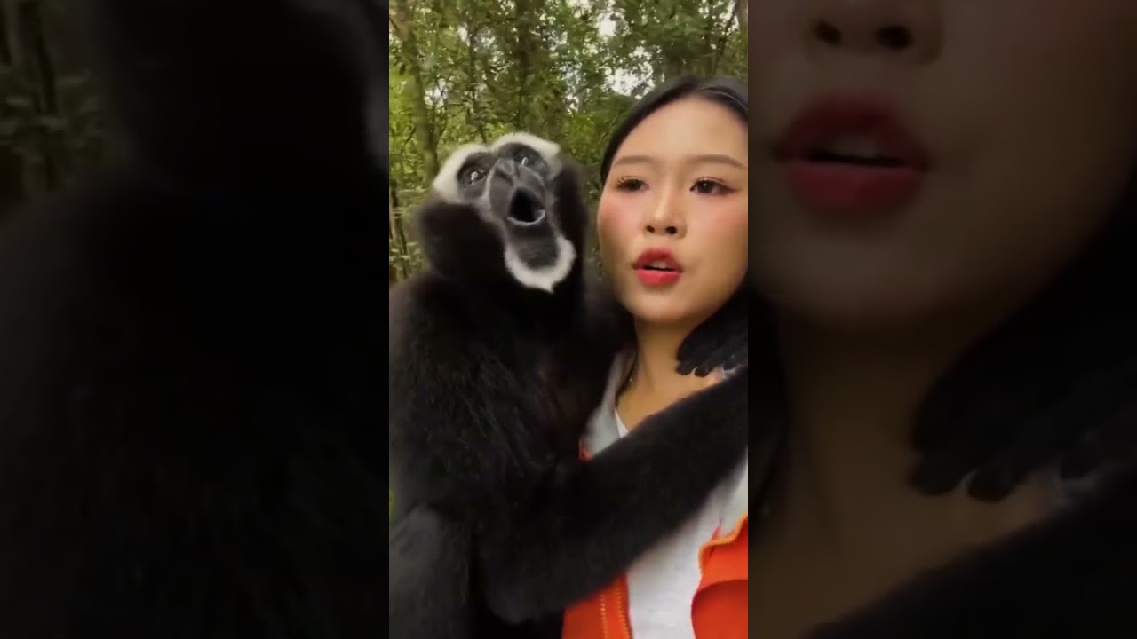 🔥 “Girl & Gibbon: An Unbreakable Bond!”#gibbon  #monkeylove  #animalfriendship