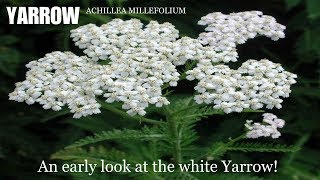 ⟹ YARROW | Achillea millefolium | The most important medicinal plant to know about