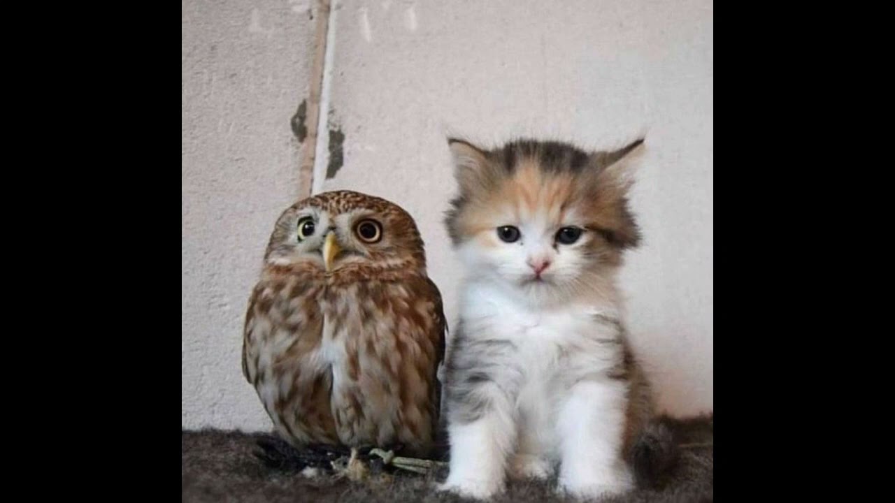 [FREE] lil uzi vert + ken carson type beat "matrix" (prod. by ktm & t0ystar)