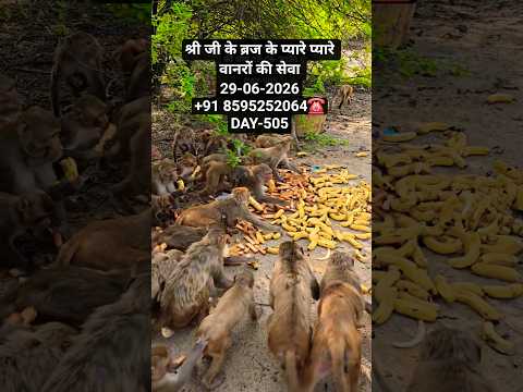 श्री जी के ब्रज के प्यारे प्यारे वानरों की सेवा 29-06-2026+91 8595252064☎️DAY-505#radhekrishna