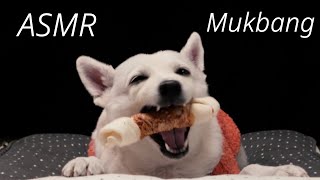 Dog Mukbang ASMR