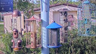 Orlando Florida Bird Cam WD 03/11/2024