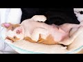 Cute AMERICAN PITBULL TERRIER Baby alone in room!!!!!