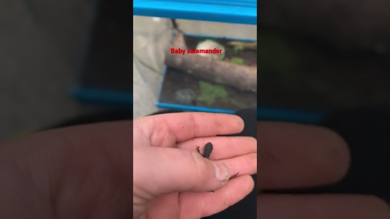 Baby salamander