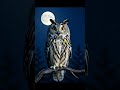 5 real facts animal and birds 🌲🐅🦅 #facts #fact #animals #animalfacts #foryou #factshorts #usa