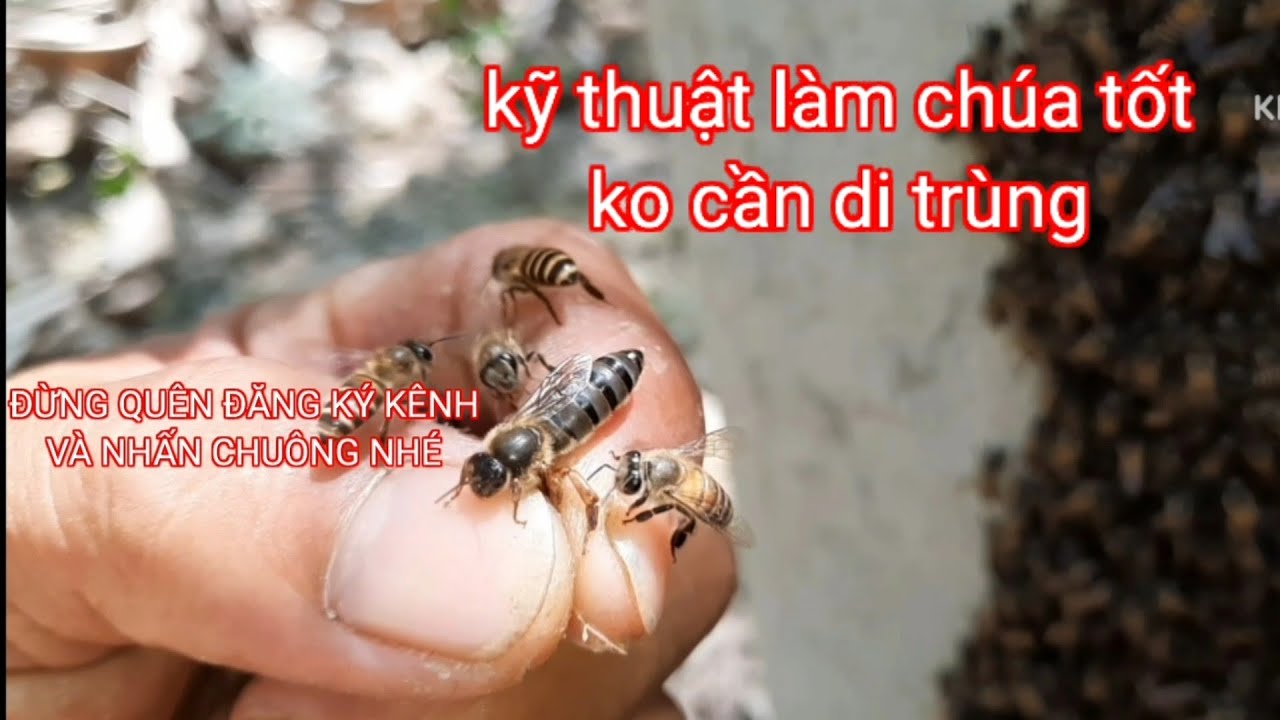 kỹ thuật làm chúa đơn giản và hiệu quả ai cũng làm được mà ko cần di trùng 