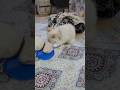 Jealous Cat Bite 😂 Jelly Turned Into Drama #funnymoments #House of meowz 2