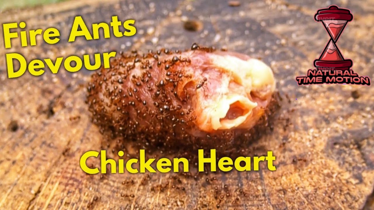 Hungry Fire Ants Devour A Chicken Heart YouTube