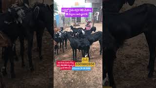 పల్లెల్లో రైతు దగ్గర 30 మేకలు 18 పిల్లలు అమ్మకానికి 12-10-2026