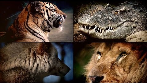 Can you survive against these Apex predators