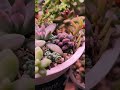 Мини садик из суккулентов. Полное видео на моем канале#комнатныерастения #plants #цветы #суккуленты