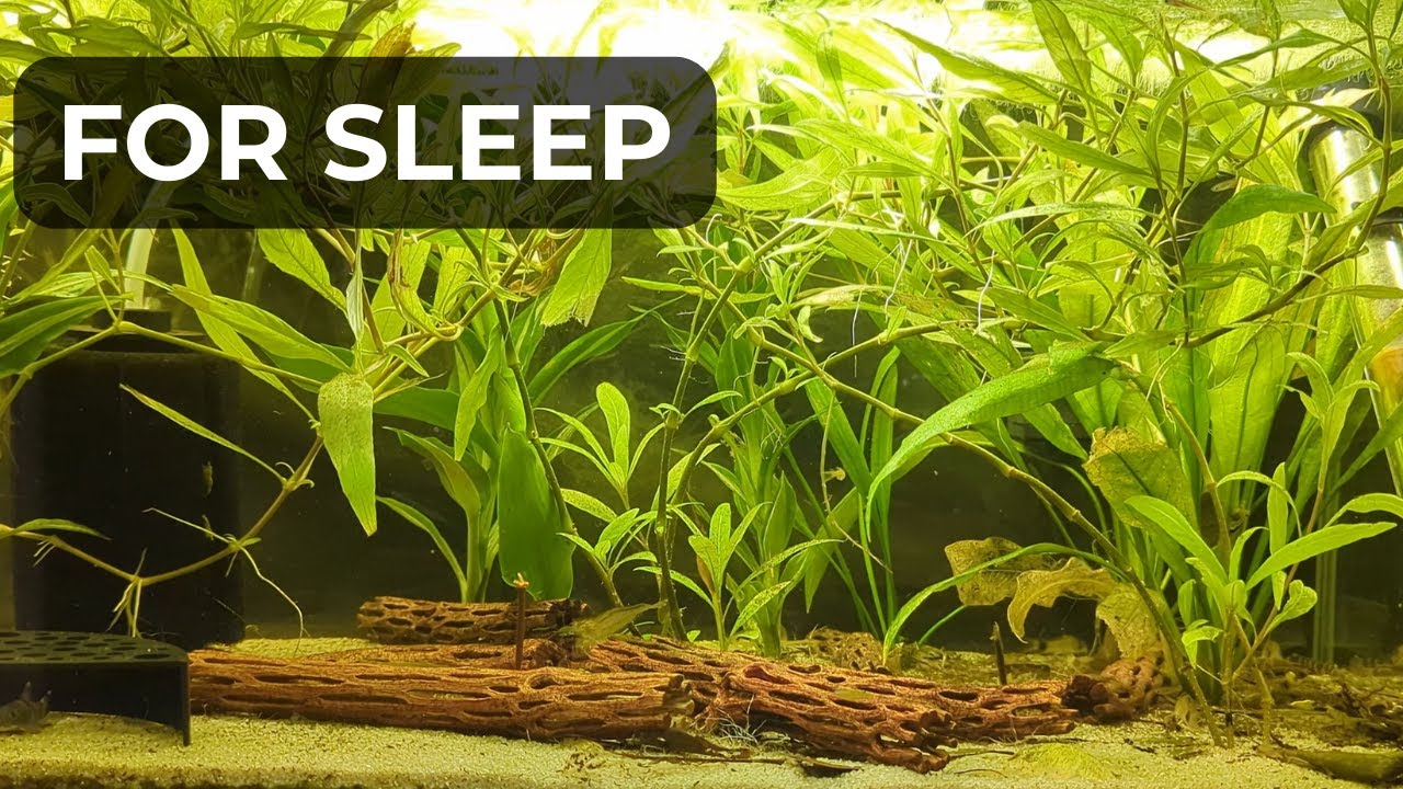 Peaceful Aquarium Ambience for Sleep | Very Quiet, No Music