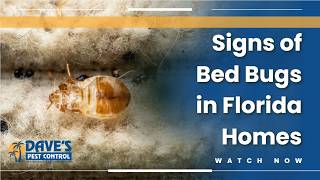 Signs of Bed Bugs in Florida Homes