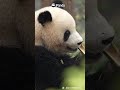 Take A Guess - Who Is This? Watch To The End | iPanda #shorts