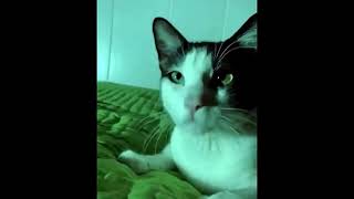 Boris Brejcha Picolomini Original Mix ft. Kotiki Cat