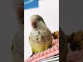#NoBiting #no # biting # #quakerparrot #birds #birdenthusiast #parrot #parrot #birdsong  #nature