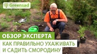 Как правильно ухаживать и садить смородину(В этом видео наш эксперт расскажет Вам о том как правильно садить и ухаживать за смородиной. Если Вы хотите..., 2014-07-31T09:18:42.000Z)