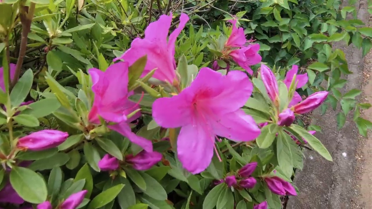ムラサキツツジ/Rhododendron mucronulatum 02_260415_北小南遊歩道植