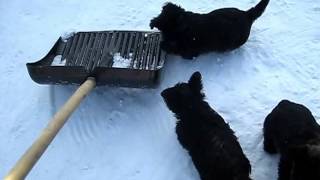 Скотч-терьеры на зимней прогулке. Scotty Pups. Скотч-терьеры на зимней прогулке. Scotty Pups.