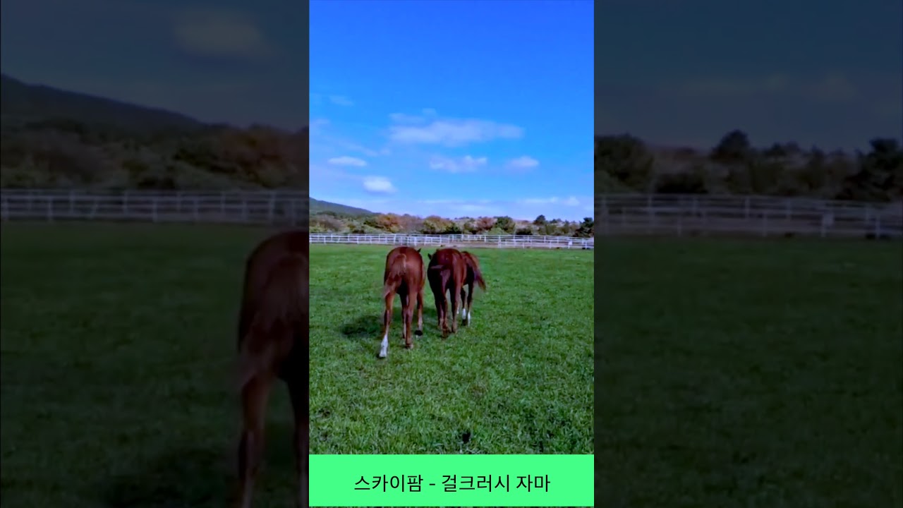 스카이팜   걸크러시 자마