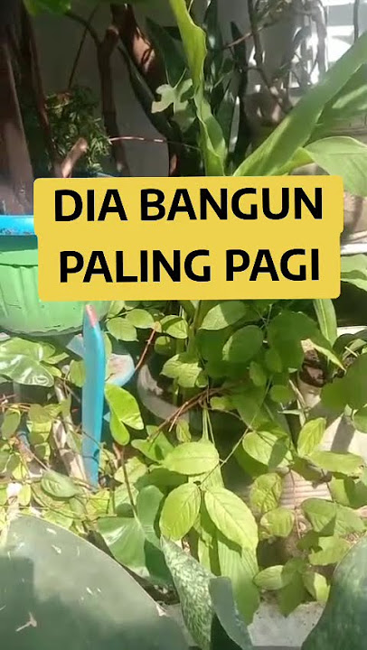 DIA BANGUN PALING PAGI #nasehatislami #muhasabah #reminder #renungan #ibu #cintaibu