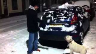 Staffy Attacking Snow Funny