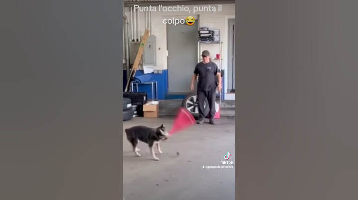 cane intelligente