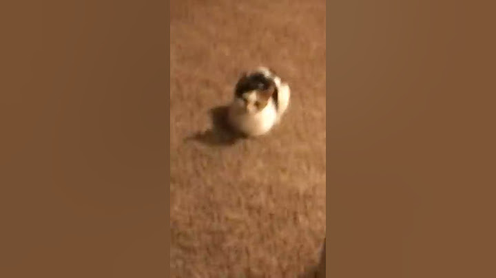 The Loaf Cat