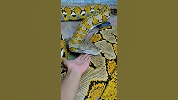 Calm reticulated python reacts to owner in Subang, Java, Indonesia