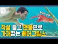 베어형이 좋은 말 할 때 밖으로 가재🦞;; 말레이시아 섬에서 돼지도 먹고 가재도 먹는 미식가 베어그릴스 [Man VS Wild]