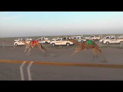 الشوط الثالث بكارناصية ل هزاع بن سالم الجحافي التوقيت 2 7