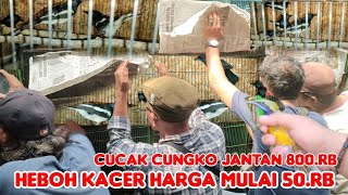 PENGUNJUNG JADI HEBOH KACER HARGA MULAI 50.RB