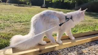 Exploring outside and what is that ?!?! | Maine coon | Maine Coon kitten