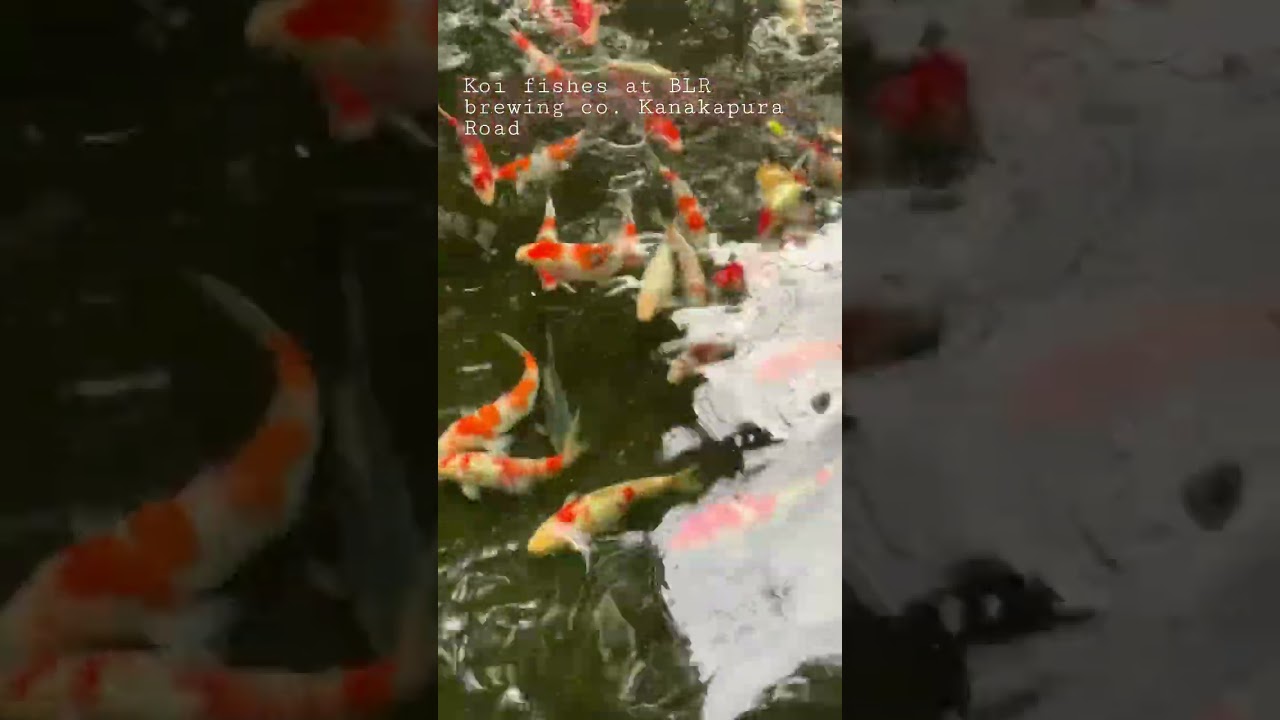 Koi fishes at BLR brewing co. Kanakapura Road !!!