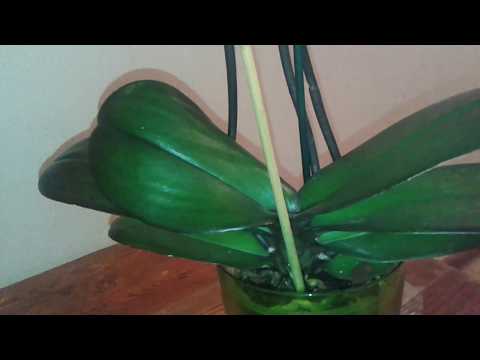 ორქიდეომანია # ორქიდეას მოვლა 2