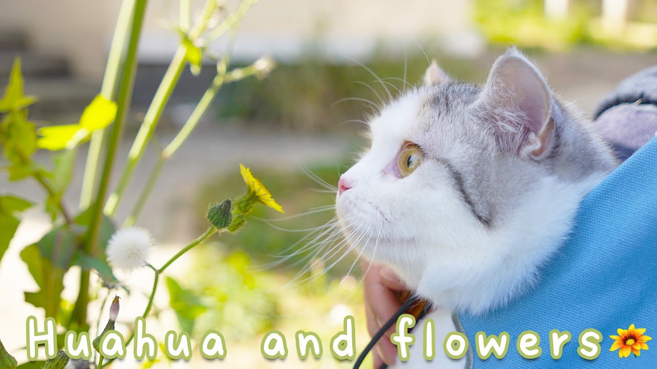 猫の春のピクニック😼Cats Attracted To Spring Flowers🐭 Funny Cat Video👽 YouTube