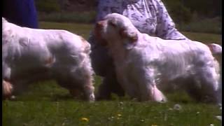 Clumber Spaniel  AKC Dog Breed Series