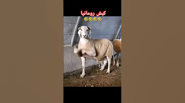 اغنية كبش رومانيا الجزائر اكسبلور Trending Viralvideo 