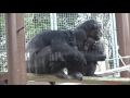 Chimps Loi & Suzumi, Loi & Mary at Tobe Zoo