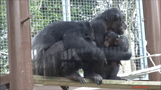 Chimps Loi & Suzumi, Loi & Mary at Tobe Zoo