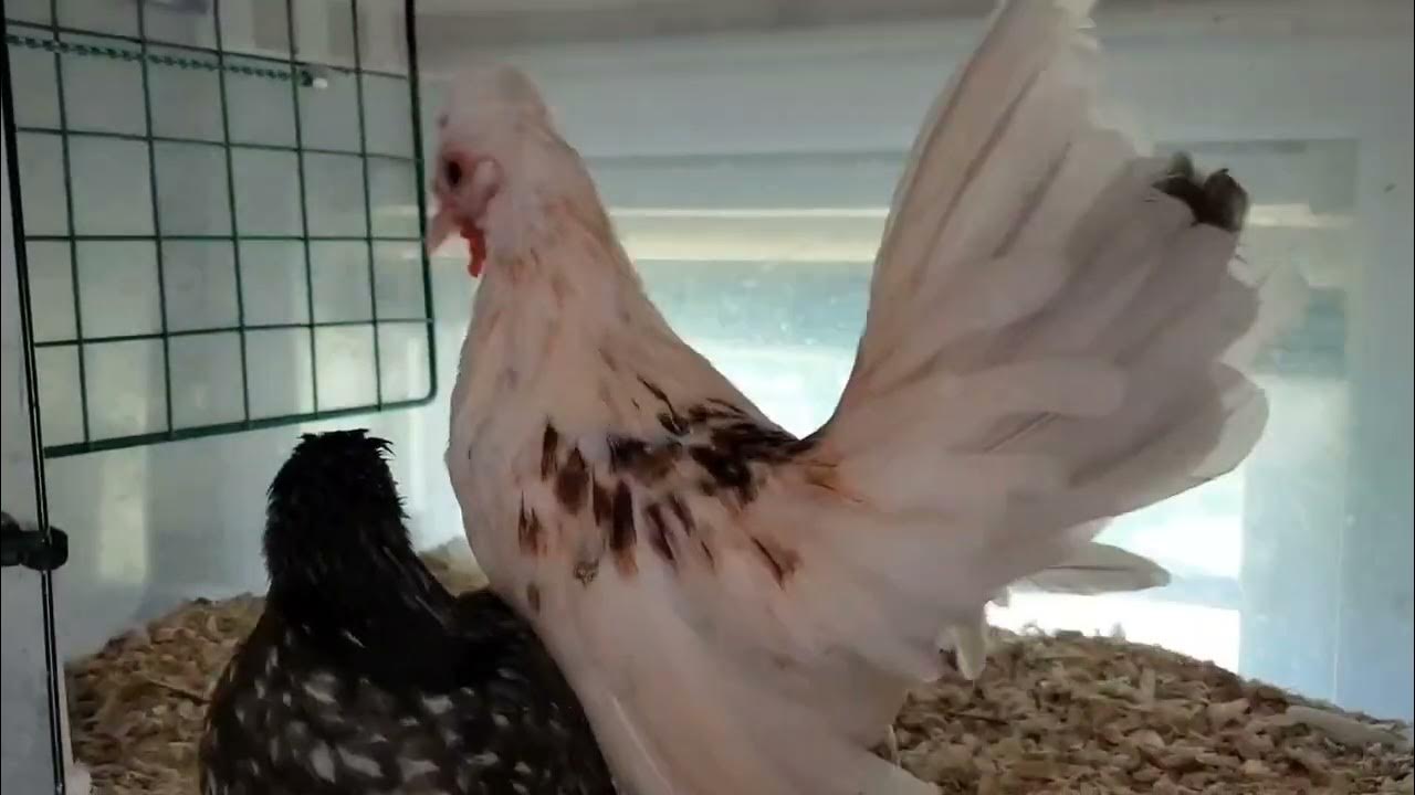 Kikiriki Bantam Chickens are the smallest chickens in the world. YouTube