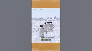 Sự thật bất ngờ về lớp lông chim cánh cụt