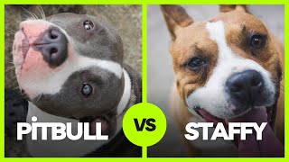 Pitbull vs Staffordshire Bull Terrier: An InDepth Comparison