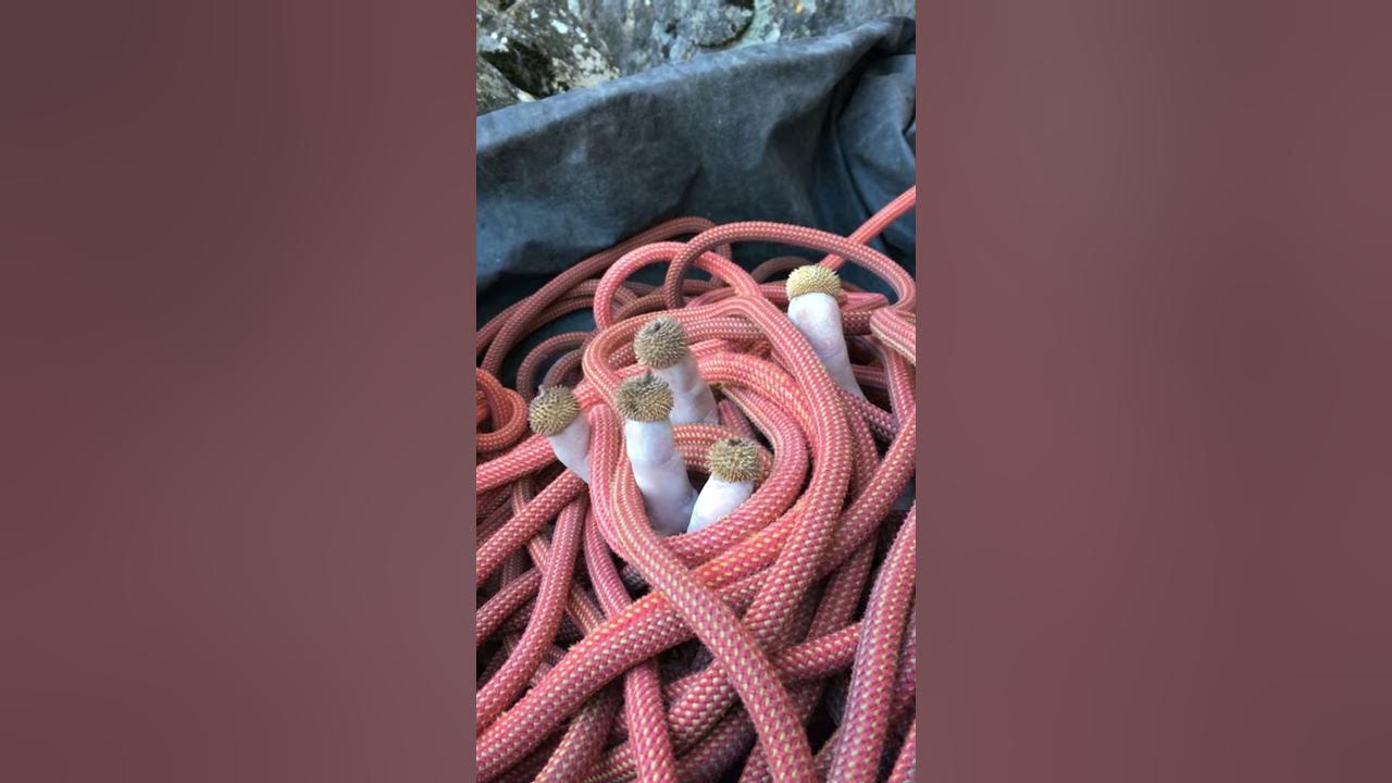 Rope Mushrooms YouTube