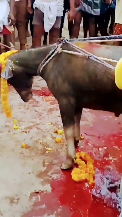 Animals Cutting The Head